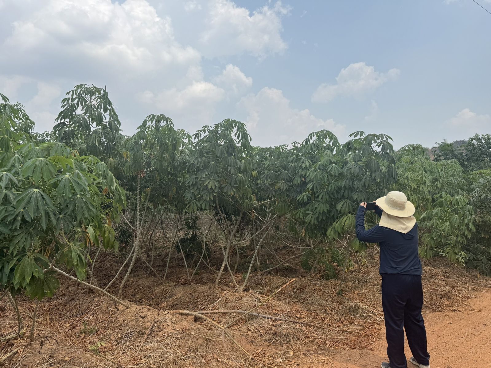 Center of Agricultural Information have an assignment to the Division of Geo-Informatics (GI) on cassava field survey