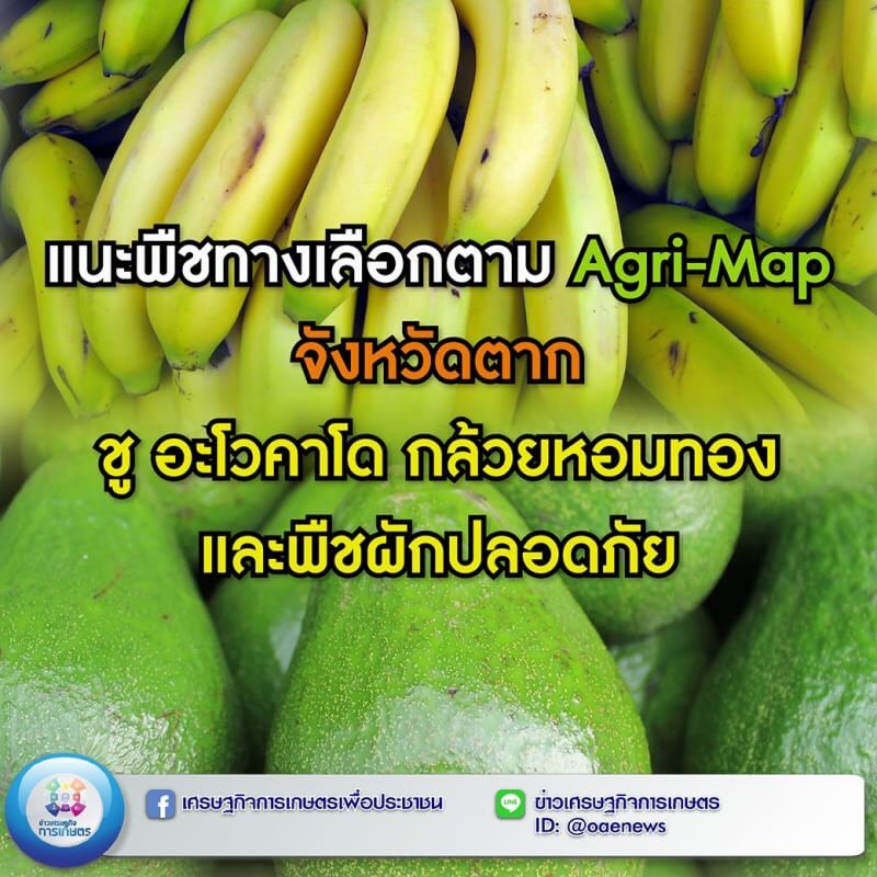 แนะพืชทางเลือกตาม Agri-Map จังหวัดตาก ชู อะโวคาโด กล้วยหอมทอง และพืชผักปลอดภัย