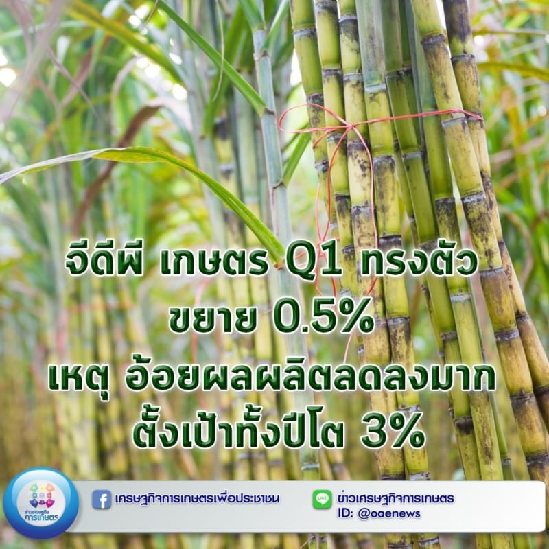 จีดีพี เกษตร Q 1 ทรงตัว ขยาย 0.5% เหตุ อ้อยผลผลิตลดลงมาก ตั้งเป้าทั้งปีโต 3% 