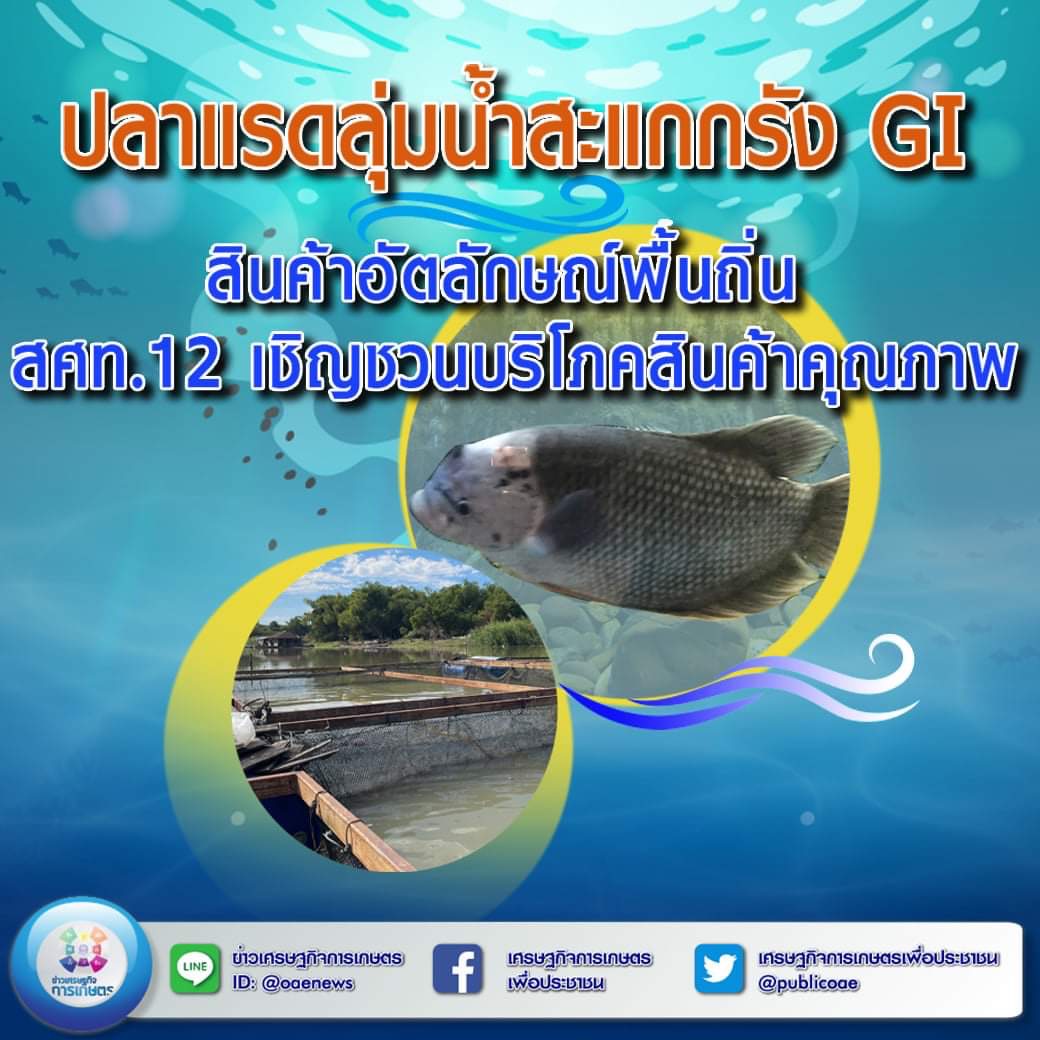 ชู ‘ปลาแรดลุ่มน้ำสะแกกรังอุทัยธานี’ GI สินค้าอัตลักษณ์ พื้นถิ่น สศท.12 เชิญชวนบริโภคสินค้าคุณภาพ 