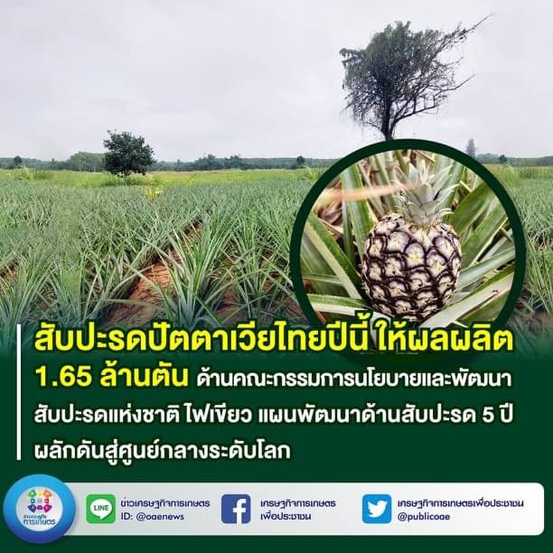 สับปะรดปัตตาเวียไทย ปีนี้ให้ผลผลิต 1.65 ล้านตัน ด้านคณะกรรมการนโยบายและพัฒนาสับปะรดแห่งชาติ  ไฟเขียว แผนพัฒนาด้านสับปะรด 5 ปี ผลักดันสู่ศูนย์กลางระดับโลก