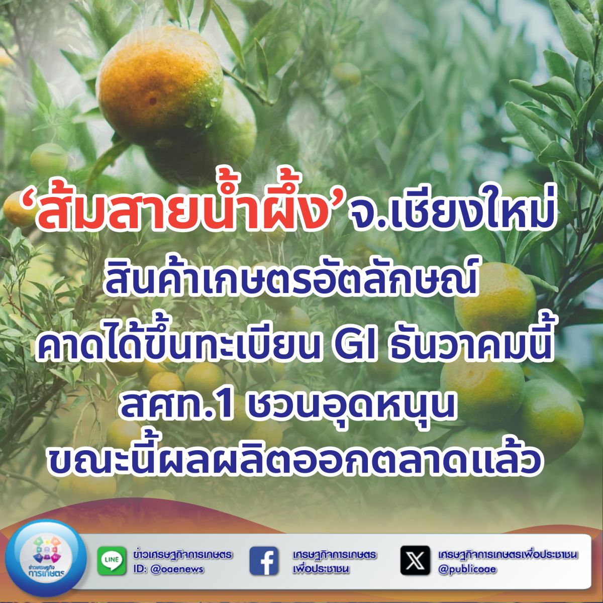 ‘ส้มสายน้ำผึ้ง’ จ.เชียงใหม่ สินค้าเกษตรอัตลักษณ์ คาดได้ขึ้นทะเบียน GI ธันวาคมนี้ สศท.1 ชวนอุดหนุน ขณะนี้ผลผลิตออกตลาดแล้ว
